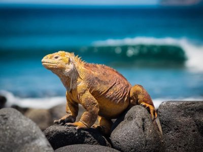 simon-berger-qOmxP7W8svM-unsplash_WEB